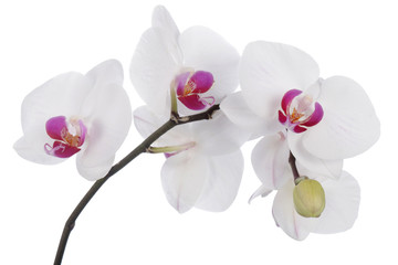 Orchid flower on a white background - obrazy, fototapety, plakaty