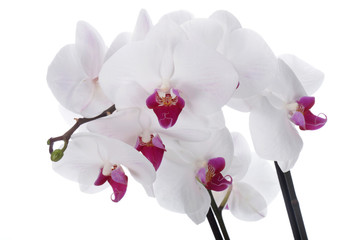Orchid flower on a white background