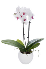 White orchid on a white background - obrazy, fototapety, plakaty