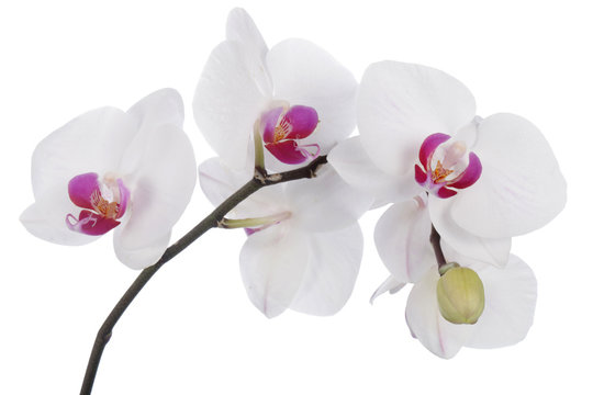 Orchid flower on a white background