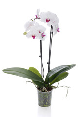 Naklejka premium White orchid on a white background