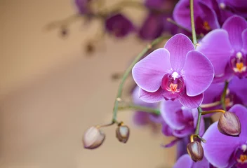 Photo sur Plexiglas Orchidée phalaenopsis orchid flower