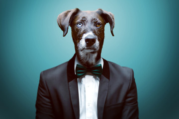 Dressy Dog
