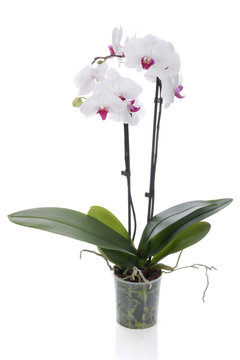 Fototapeta White orchid on a white background