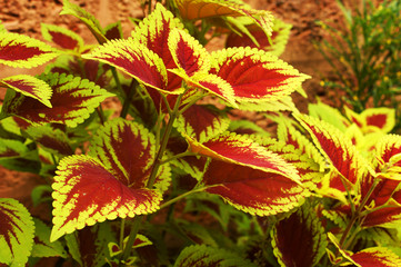 floral background Goa