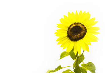 sunflower on white background, isolated flower 