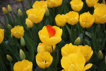 Obraz premium tulips