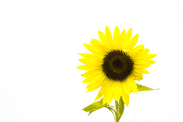 sunflower on white background, isolated flower 