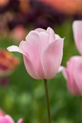 Obraz na płótnie Canvas Pink tulip
