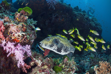 Naklejka na ściany i meble Giant puffer fish in water of Andaman sea, Thailand