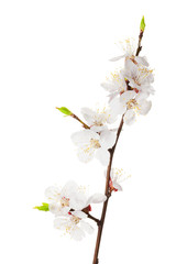 Fototapeta na wymiar Apricot flowers on white background