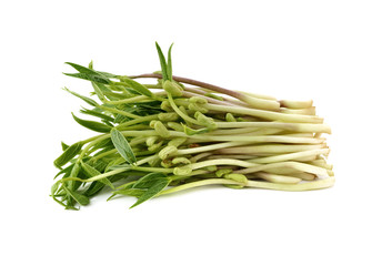 Chlorophylla green bean sprouts on white background