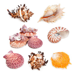 Seashell collection isolated on the white