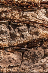 natural tree bark