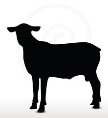 sheep silhouette with looking pose