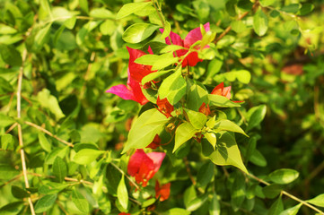 floral background Goa
