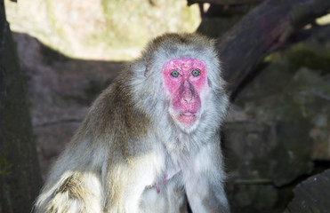 Monkey baboon