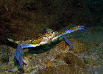 crab