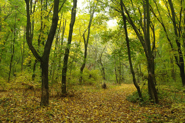 forest in autumn