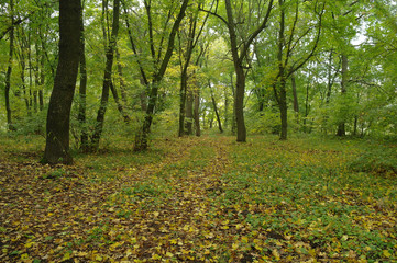 Obraz premium forest in autumn