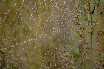close-up cobweb on the dry grass misty autumn morning
