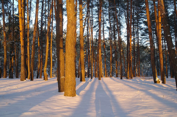 Magic sunrise in the snowy forest