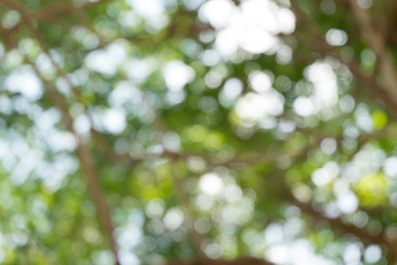 Bokeh nature background