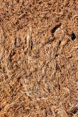 natural tree bark
