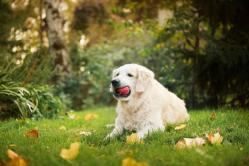 Dog walks in the park, autumn