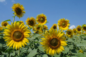 Obraz premium sunflower field and cloudy sky