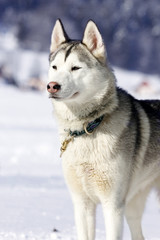 Portrait of siberian husky sled dog