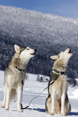 Portrait of siberian husky sled dog
