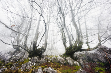 foggy forest with creepy trees