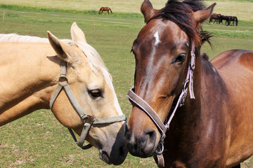 Obraz premium Amorous Horses on the green Pasture