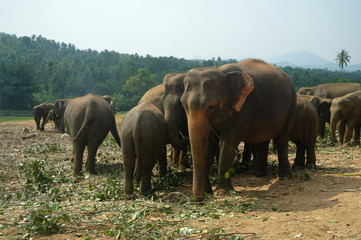 Fototapeta na wymiar Elephants in Kandy, Sri Lanka
