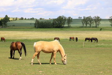 Grazing white Horse on the green Pasture