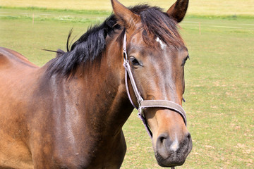 Naklejka premium Brown Horse on the green Pasture