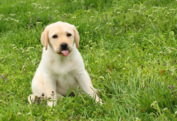 yellow labrador puppy in green grass