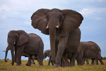Papier Peint photo Lavable Éléphant elephants