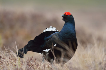 Black grouse in the bog