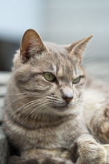 向うを眺める感じののらねこ