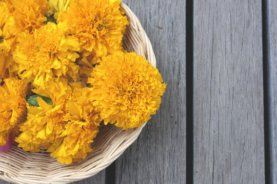 Yellow Marigold