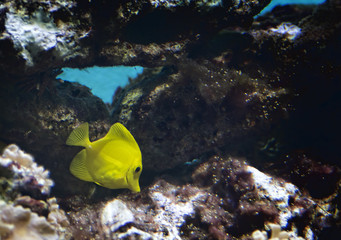 Yellow Tang Tropical Fish
