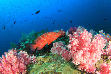 Fototapeta na wymiar Coral Reef and Fish school underwater in ocean
