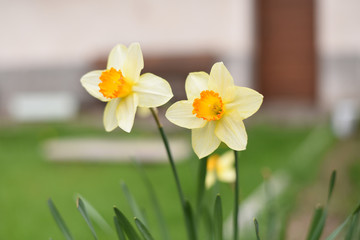 Obraz premium fiori gialli giardino aiuola
