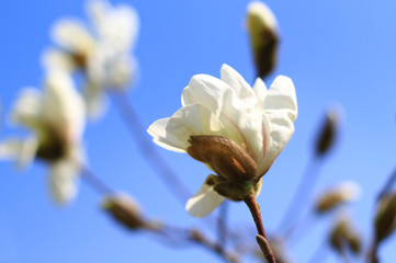 white magnolia flower on the tree branch