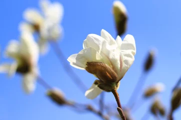 Papier Peint photo autocollant Magnolia white magnolia flower on the tree branch