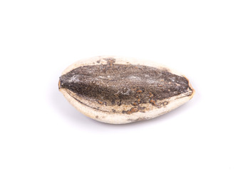 Black sunflower seed.