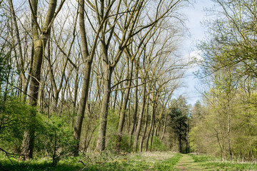 Fototapeta na wymiar Forrest trees with path in the middle