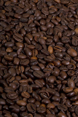 Coffee crops texture, background